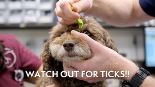Watch a Tick Get Removed From a Dog's Face!