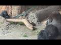 娘を見つめる父ハオコさん【未公開編】【上野動物園】ゴリラ
