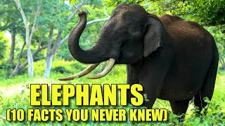 Elephant 🐘 (10 FACTS You NEVER KNEW)