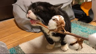 もんたにモフモフの綿花を見せてみた【黒いモフモフと白いモフモフ】