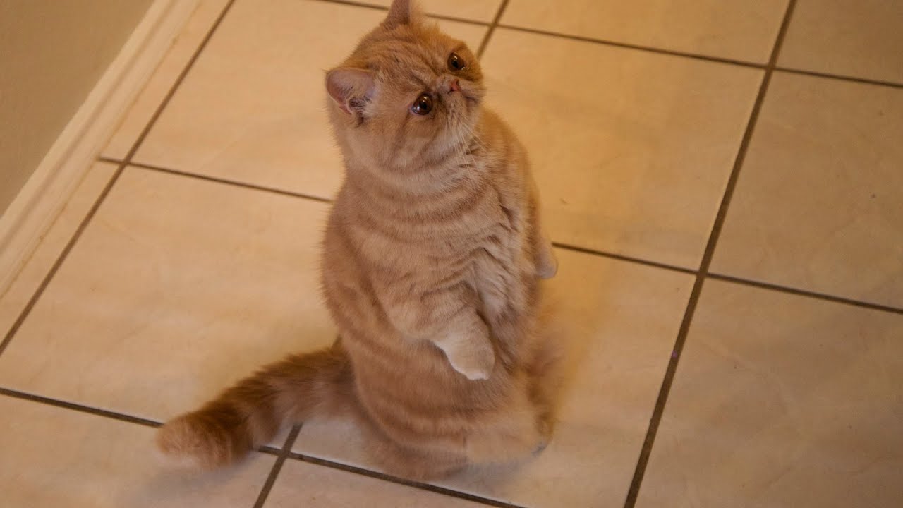 George the standing cat compilation - Official George2legs