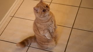 George The Standing Cat Compilation - Official George2Legs