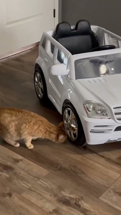 My Cat Has a Mercedes Benz