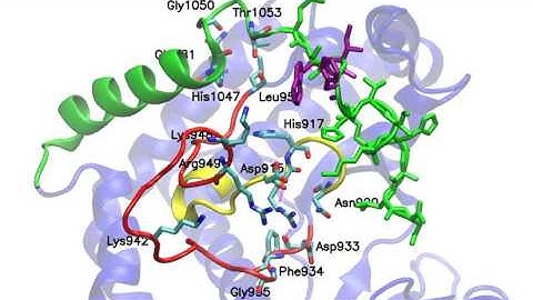 MD simulation of the PI3Ka protein in its Wild Type form