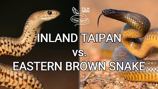 Inland taipan vs. Eastern brown snake - Battle of the deadly snakes