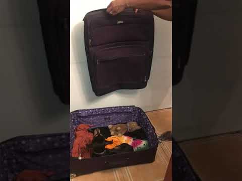 Video: Fai-da-te - Letto per cani vintage Suitcase