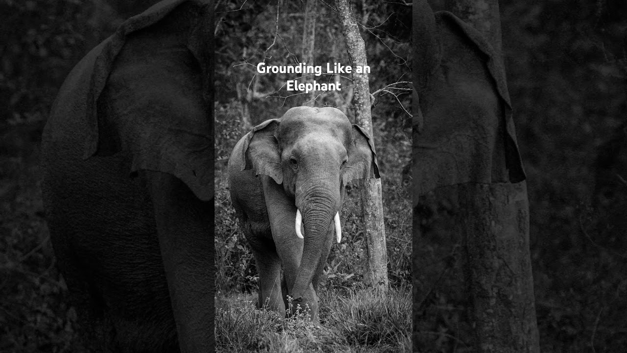 🐘Grounding Like an Elephant 