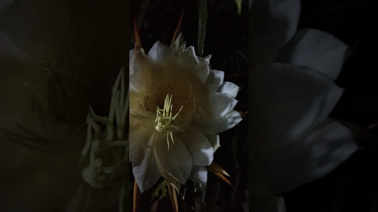 Bunga buah naga putih - YouTube