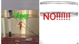 Download Lagu Begginer s guide to Taking care of goldfish(billy 16 aquarium )Food,oxygen,tank ,filter and gravel!? MP3