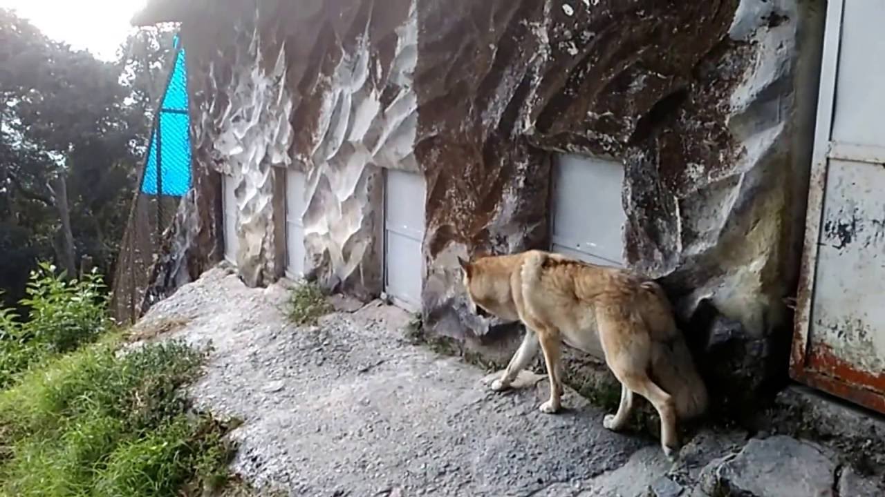 video phone beyonce mp3 Zoo, Himalayan Wolf at Padmaja Naidu Himalayan Zoological Park