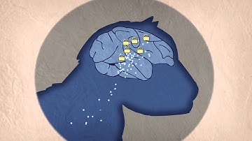 Trace Amounts Ethyl Mercury vs Methyl Mercury