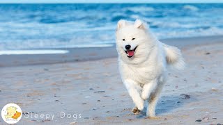 Healing Music for Dogs | Relieves stress, improves concentration | Gentle dog healing music with ... by Sleepy Dogs 9,393 views 1 month ago 10 hours, 1 minute