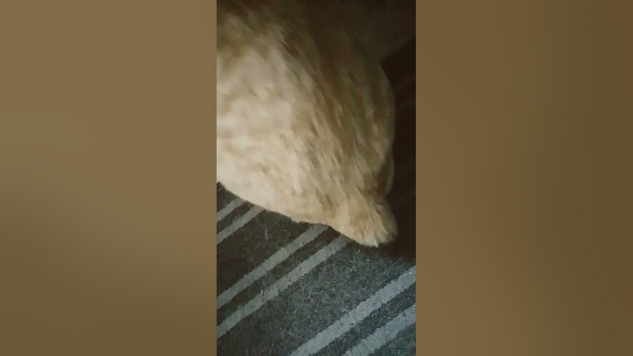 My cat has no tail youtube