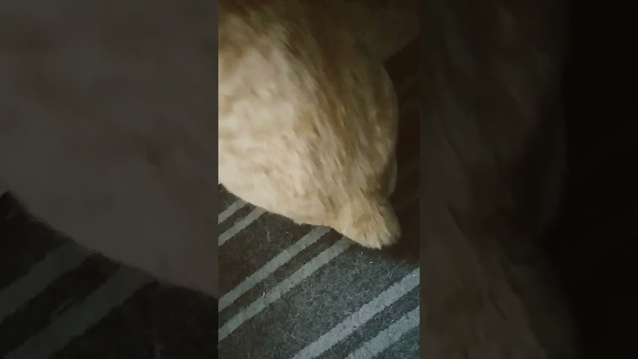 MY CAT HAS NO TAIL YouTube MY CAT HAS NO TAIL YouTube