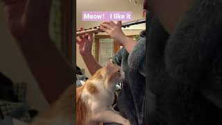 Cat Wants More Music