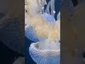 Magical Jelly fish