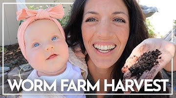 How To Harvest Worm Castings Tips Tricks and Ideas | worm Farming | Hey It’s A Good Life