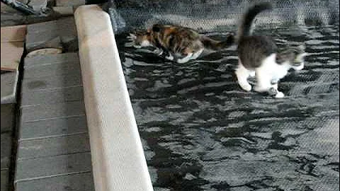 Video 11717041: norwegian forest cat, kitten enjoys playing, kitten water