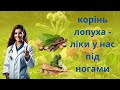 КОРІНЬ ЛОПУХА - ЩО ПОТРІБНО ЗНАТИ ПРО ВЛАСТИВОСТІ ЦІЄЇ ЦІЛЮЩОЇ РОСЛИНИ.