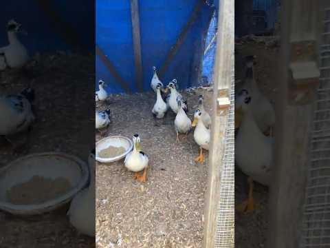Collecting Chicken and Duck Eggs Today