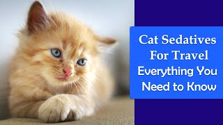 Cat Sedatives For Travel: Everything You Need to Know About
