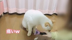 ソラといっしょkitten Youtube