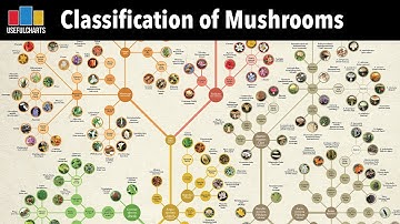 Classification of Mushrooms & Other Fungi
