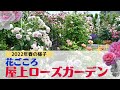 【バラガーデン】2022年花ごころ屋上ガーデンの様子【品種の特徴】