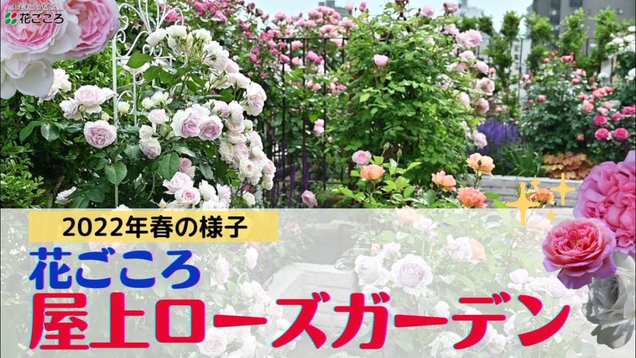 【バラガーデン】2022年花ごころ屋上ガーデンの様子【品種の特徴】