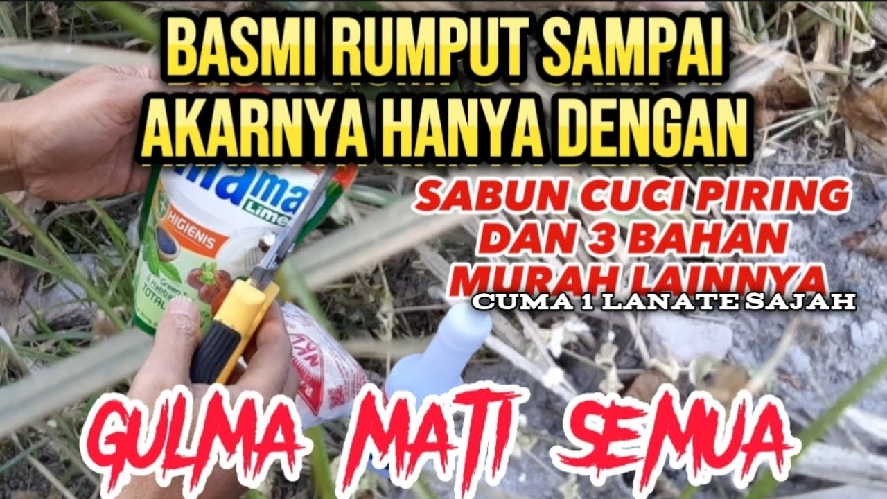 🔴Basmi Rumput Hingga Akarnya - Cara Membuat Racun Rumput Sendiri Yang ...