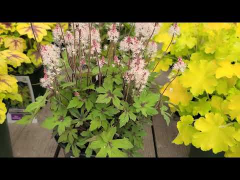 Video: Tiarella (29 Photos): Names Of Varieties And Species, Planting And Care. Hearty Tarella, Angel Wings And Verry, Spring Symphony And Appalachian Trail, Heronswood Mist And Happy Tra