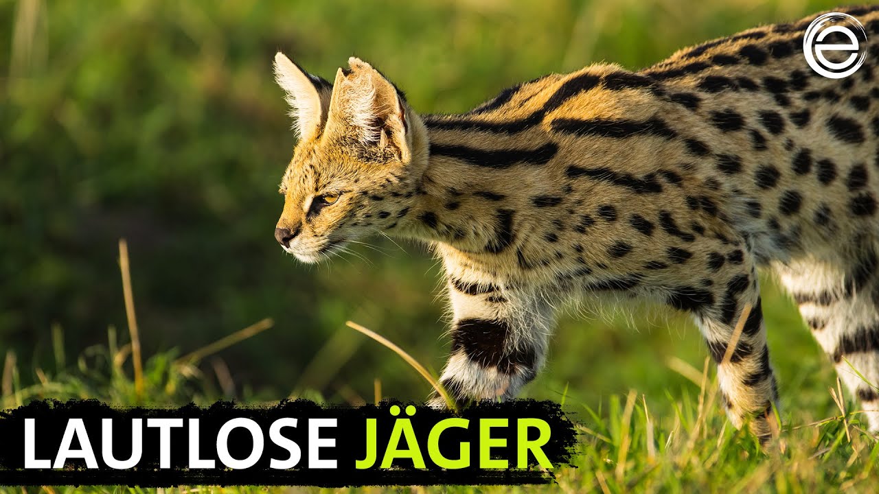 Servale - Afrikas unbekannte Katzen | Erlebnis Erde