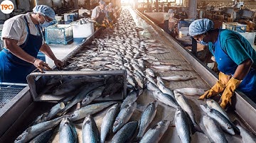 Ngư Dân Nga Chế Biến Cá Biển Ngay Trên Tàu Giữa Đại Dương - Dây Chuyền Chế Biến Cá Hiện Đại