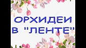 Орхидеи,узамба́рские фиалки,Самара🌺