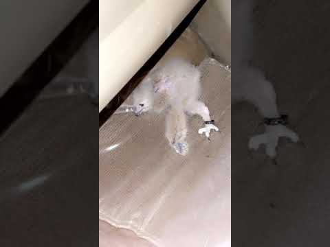 اشتريت فرخ بومه سميته ذيبان