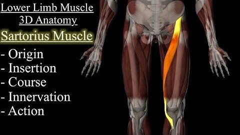 Sartorius Muscle 3D Anatomy Animation, Origin, Course, Insertion, Innervation And Action