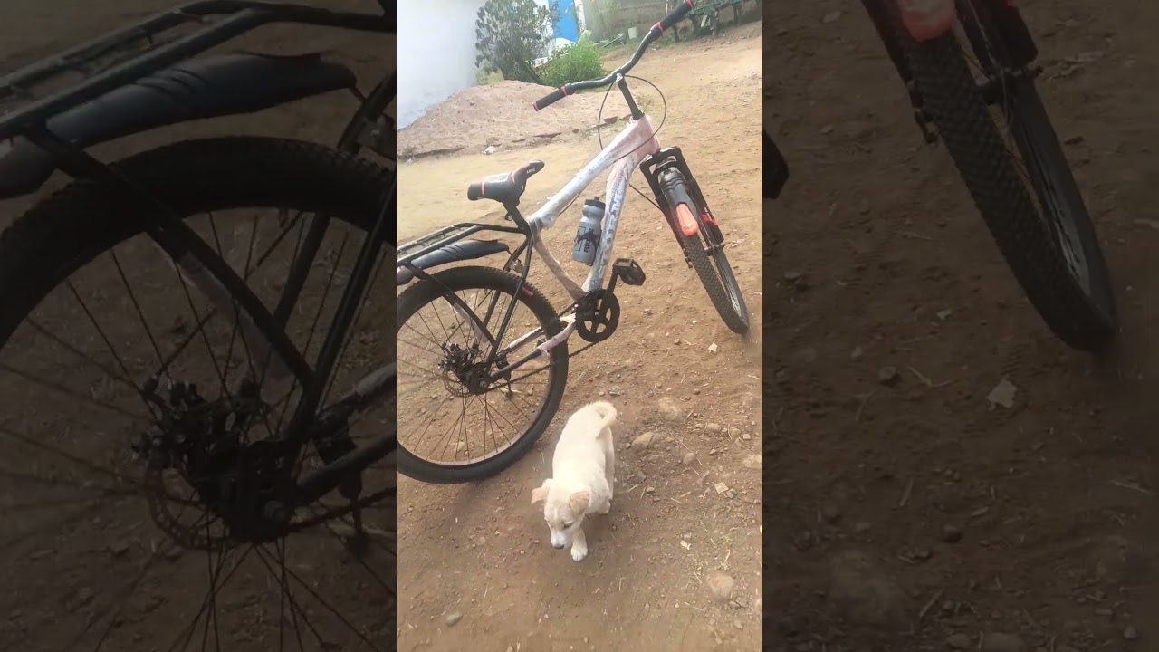 Aaj hamara puppy new cycle dekh raha hai 😂 majedar video and Tak dekhna please support  