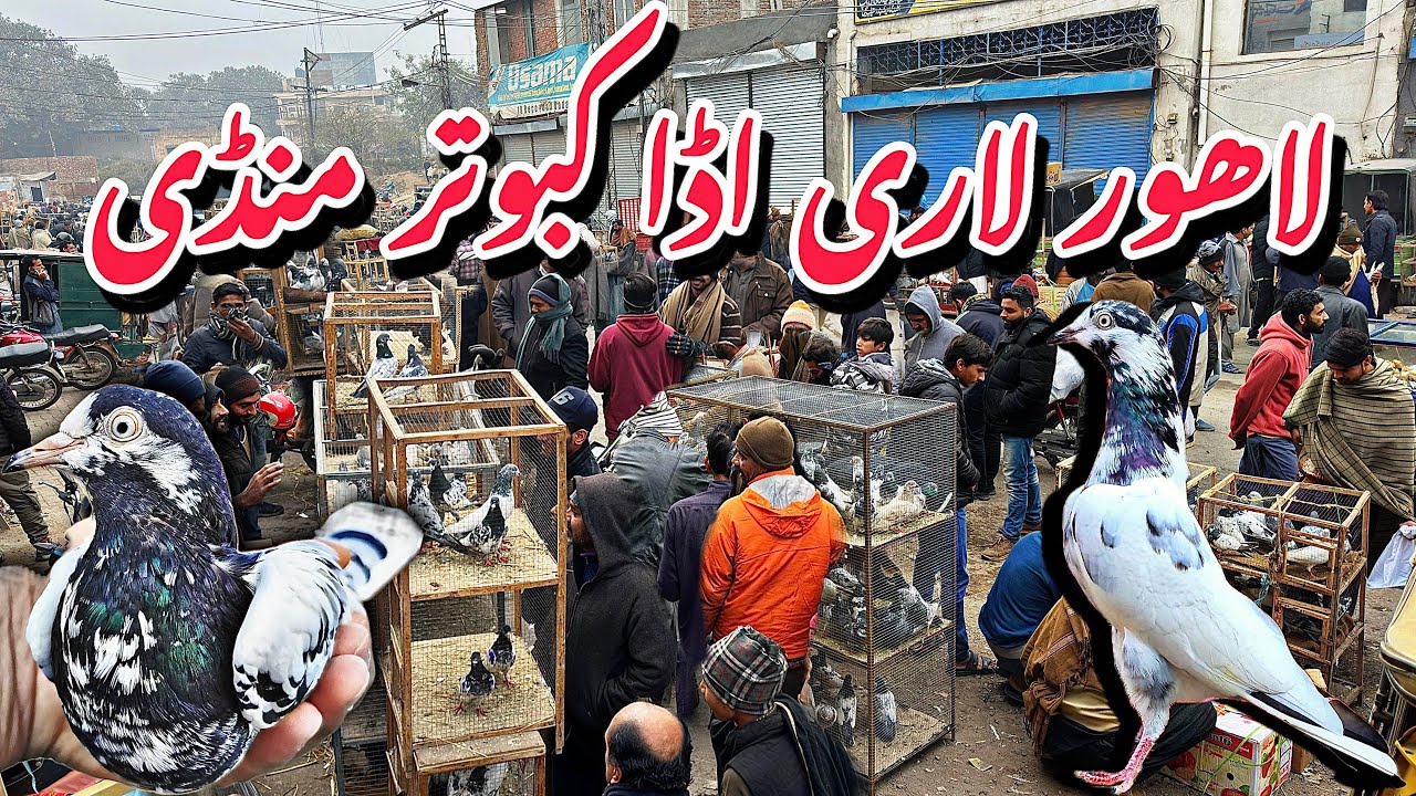 لاہور لاری اڈا کبوتر منڈی - Lahore Lari Adda Kabootar Mandi Latest Update