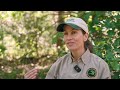 The Silent Crisis: Caring for Eastern Hemlocks on West Michgan's Coast - Living West Michigan