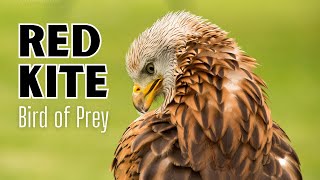 Amazing Red Kite Facts | Bird of Prey by Nature's Creatures 1,295 views 9 months ago 3 minutes, 16 seconds