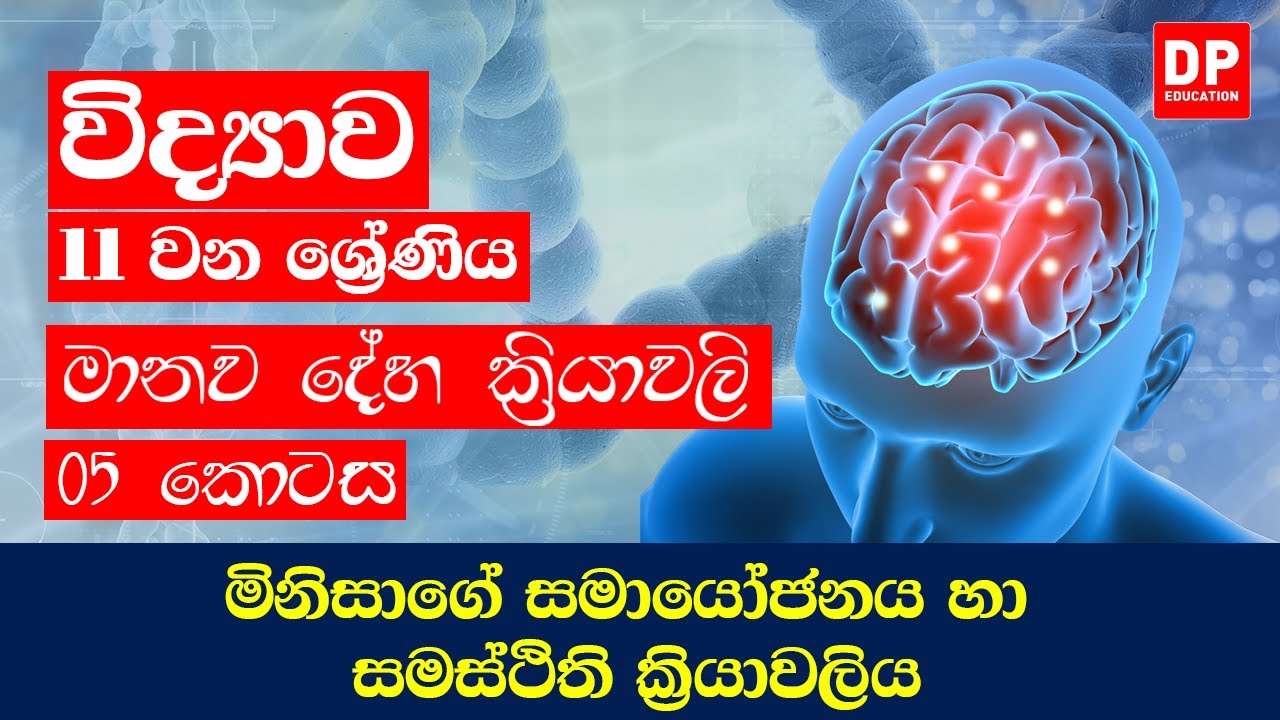 06 වන පාඩම (මානව දේහ ක්‍රියාවලි - 5 කොටස) | සමායෝජනය හා සමස්ථිති ක‍්‍රියාවලිය | 11 ශ්‍රේණිය විද්‍යාව