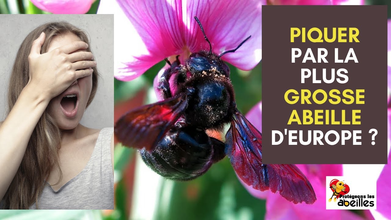 abeille-charpenti-re-xylocopa-violacea-bourdon-noir-bourdon-bleu