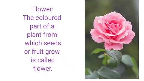 Parts of Plants (EVS Class-4) By: Tarkeshwar Pandey #Plant_Parts #Abdul_in_the_ground