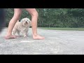 Sophie's Tricks~Girls Like You Maroon 5 ft. CardiB~ Whatsapp Status Video Download Free