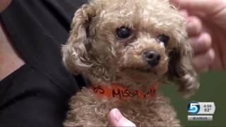 Dogs discovered in West Valley home, shelter seeking dogs' forever homes