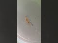 How i revived my dead shrimp 