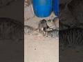 Бард Оги и Кварталните Котки #котки #кот #влог #село #писита #котенца