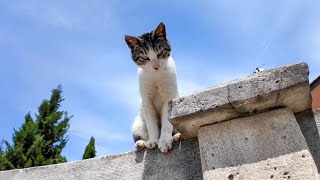 モスクの階段を上って来る人を塀の上から見張っている猫