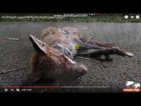 რა მოხდება თუ ადამიანები გადაშენდებიან