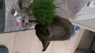 Giving Cat Grass to My Cat Haru! #cat #haru #cutecat #catvideos #funnycats